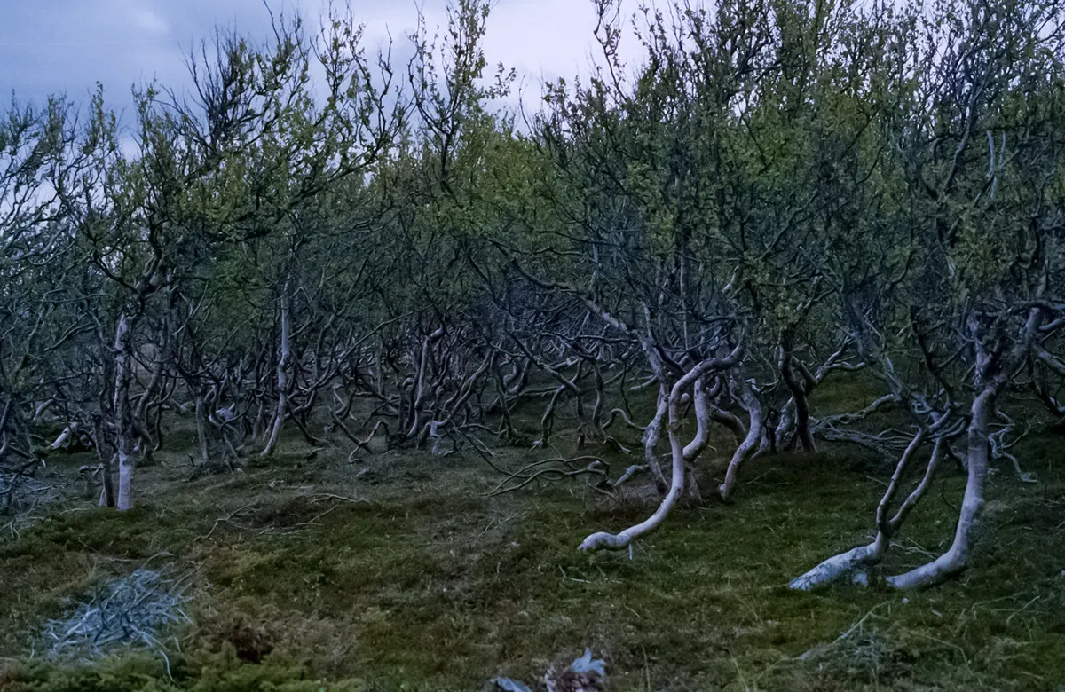 >Kruipende berken in de toendra van Noorwegen