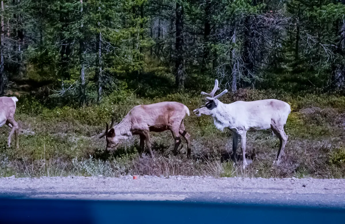 Kunstig versierde krachtcentral bij Jokkmokk