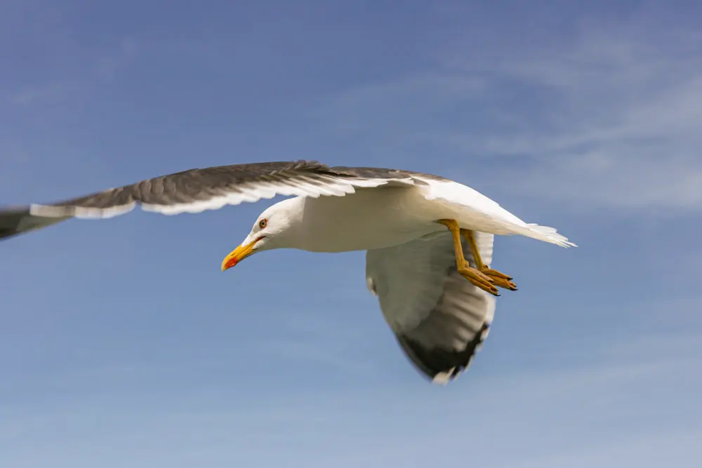 Meevlieger aan boord van ferry Oban naar Craignure