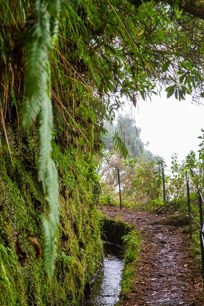 Een levada op Madeira