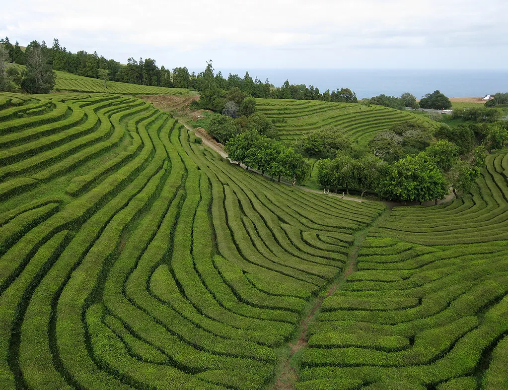São Miguel Tea plantation